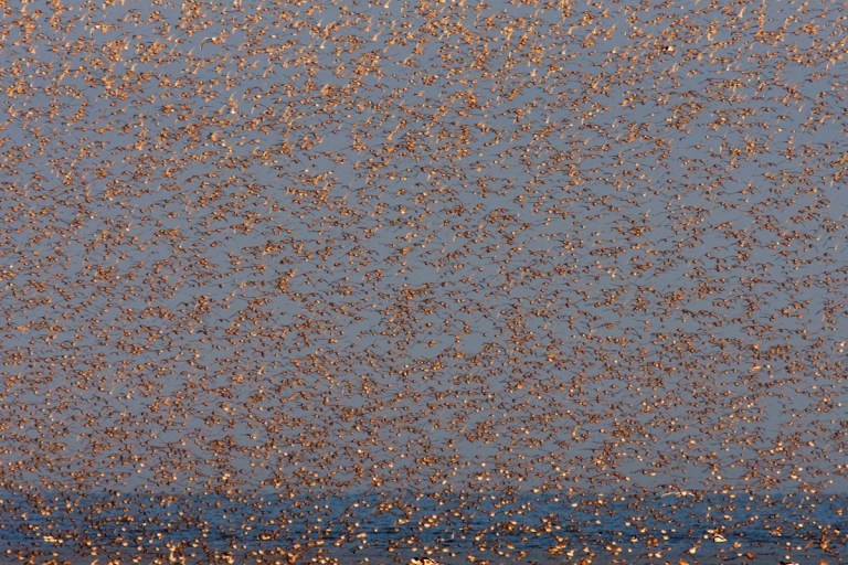 Photo of Knots on the Wash, Norfolk, United Kingdom 