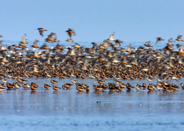 Photo of Knots on the Wash, Norfolk, United Kingdom 