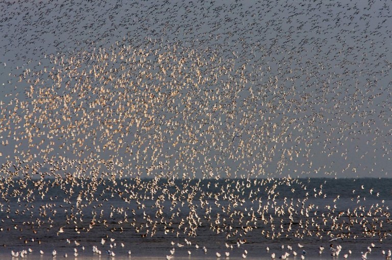 Photo of Knots on the Wash, Norfolk, United Kingdom 