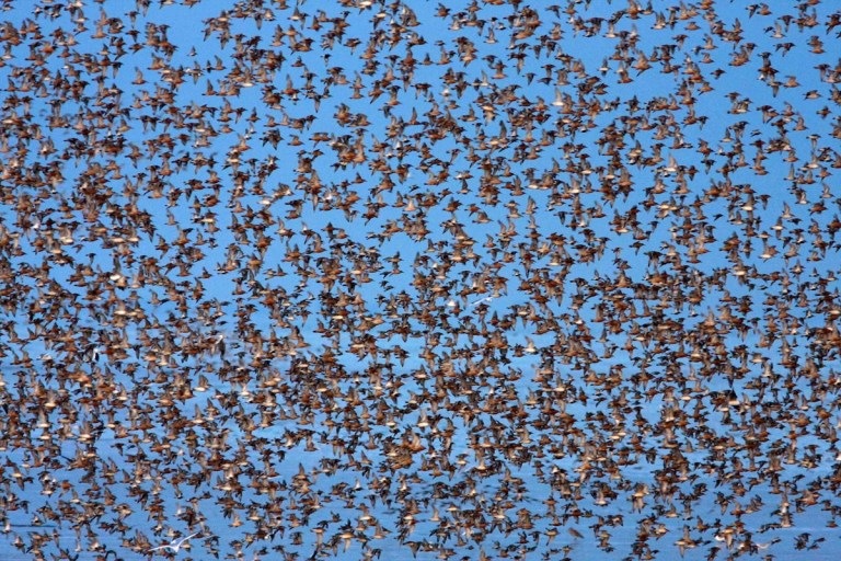Photo of Knots on the Wash, Norfolk, United Kingdom 