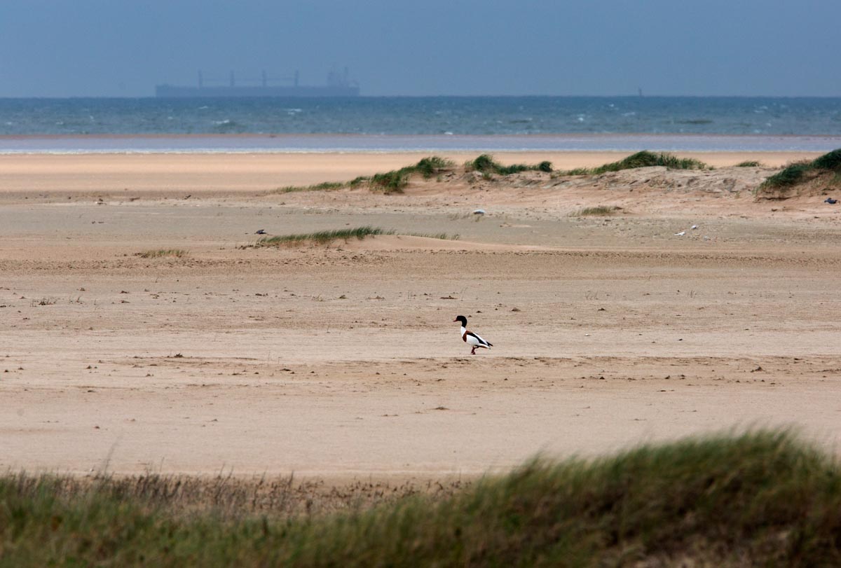 Photo of a Shelduck, France
