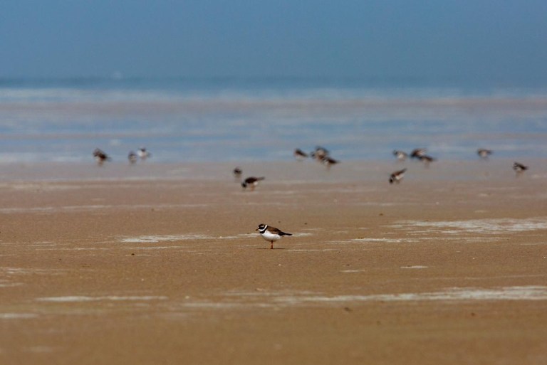 Photo of Ringed Plovers, France