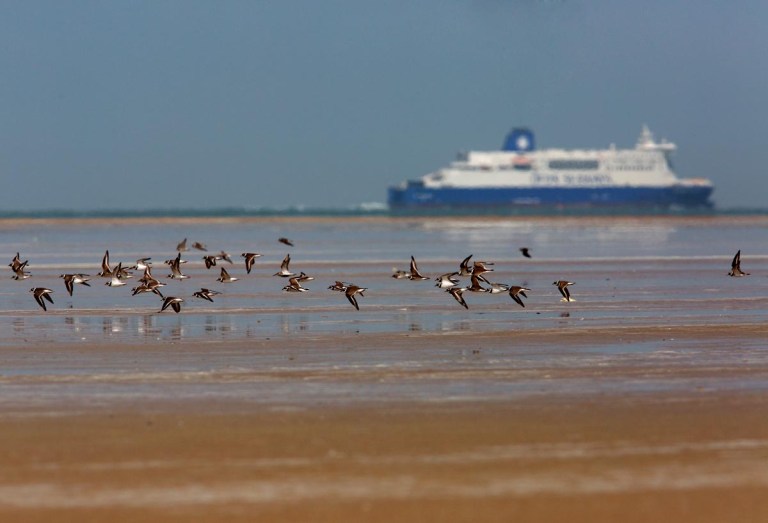 Photo of Ringed Plovers, France