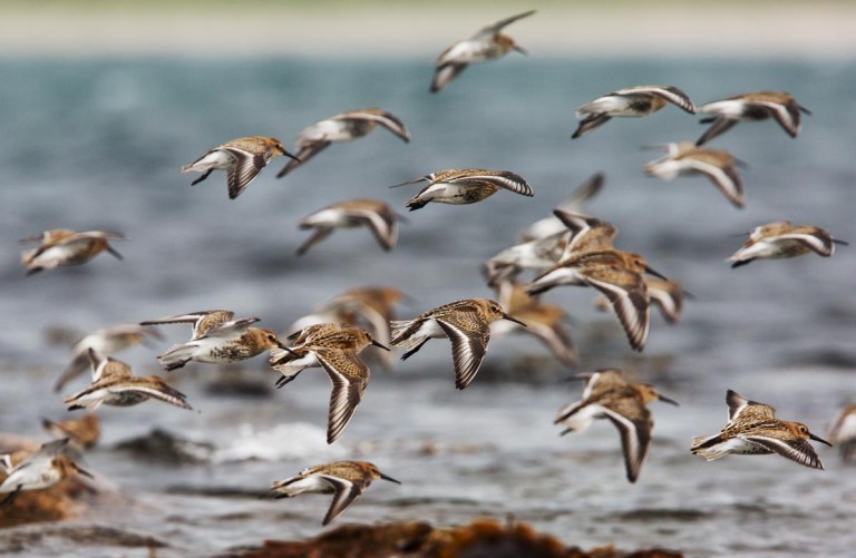 Photo of Dunlins, Kviljoodden, Lista, Norway