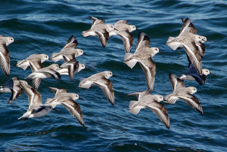 Sanderlings