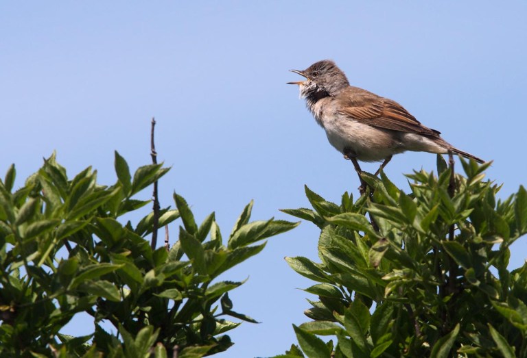 Whitethroat