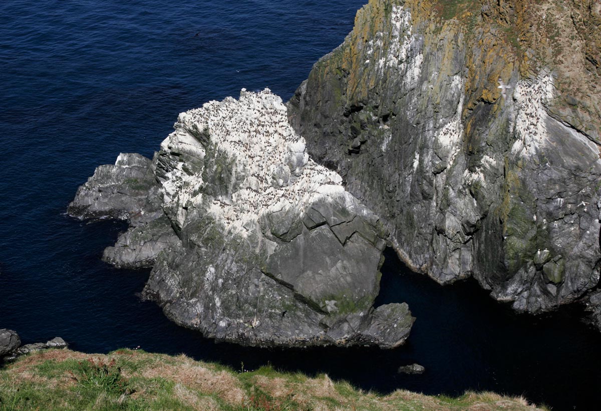 Photo of Guillemots, Sumburgh Head, Shetland, United Kingdom