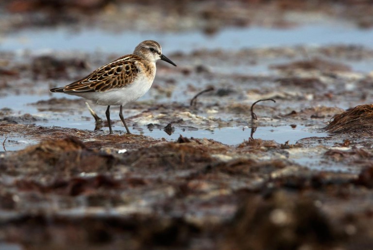 Photo of a Little Stint, Kviljoodden, Lista, Norway