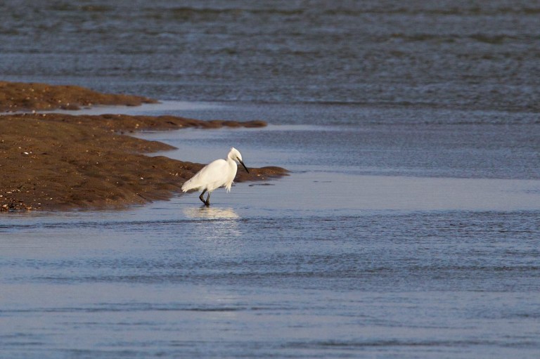 Little Egret