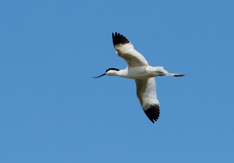 Photo of a Avocet, Réserve naturelle nationale du Platier d'Oye, France