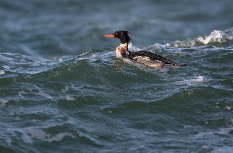Photo of a Red-breasted Merganser, Brouwersdam, the Netherlands