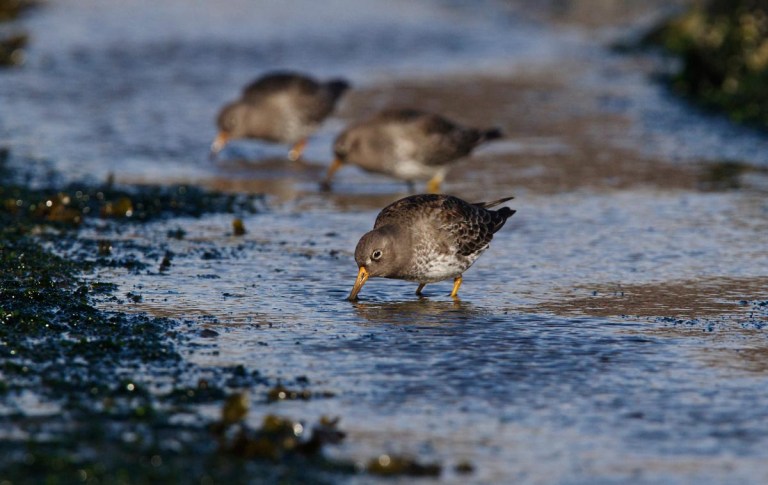 Photo of Purple Sandpipers, Brouwersdam, the Netherlands