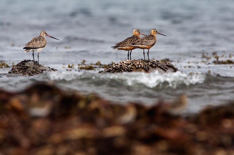 Photo of Bar-tailed Godwits,, Kviljoodden, Lista, Norway