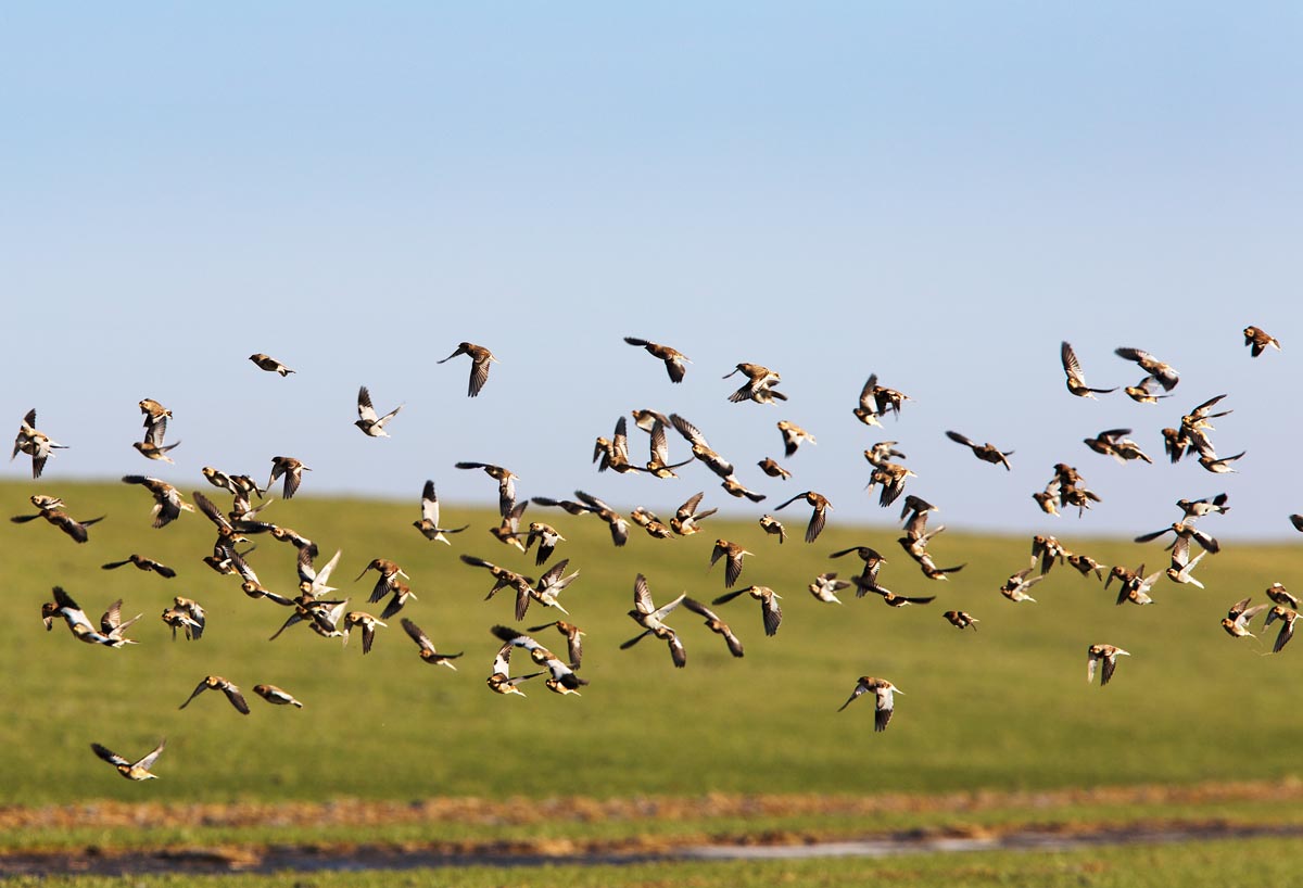 Photo of Snow Buntings, Westerhever, Nordfriesland, Germany