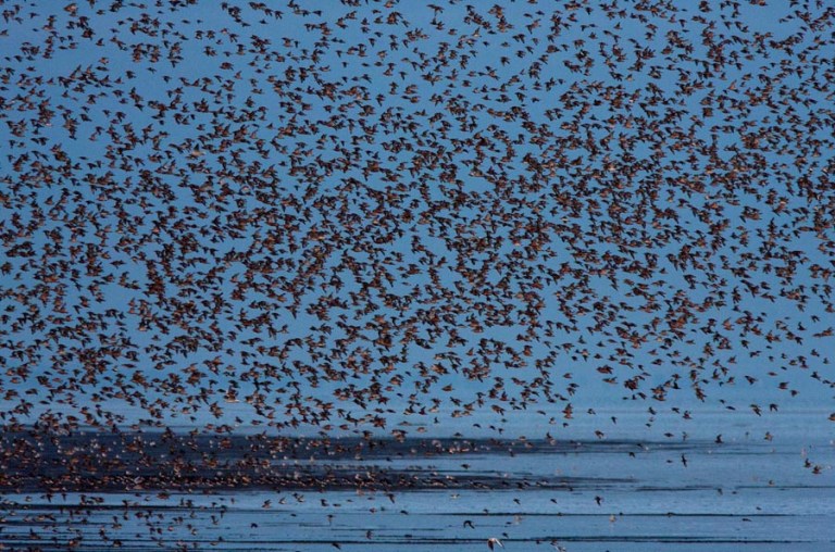 Photo of Knots on the Wash, Norfolk, United Kingdom 