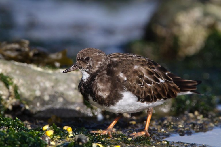 Photo of a Ruddy Turnstone , Brouwersdam, the Netherlands