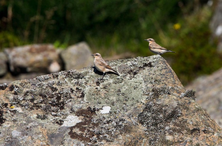 Photo of Northern Wheatears, Einarsneset, Lista, Norway