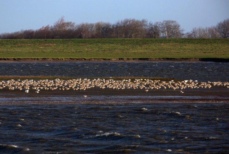 Photo of Curlews, Hauke-Haien-Koog, Nordfriesland, Germany