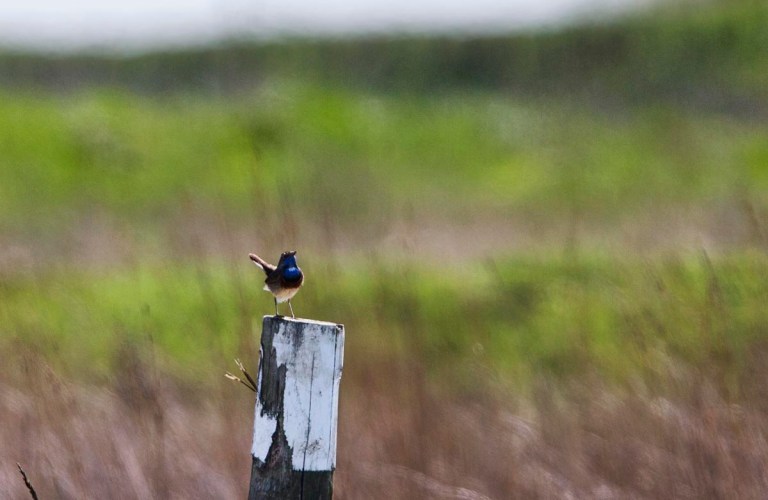Photo of a Bluethroat, Verdronken Land van Saeftinghe, the Netherlands