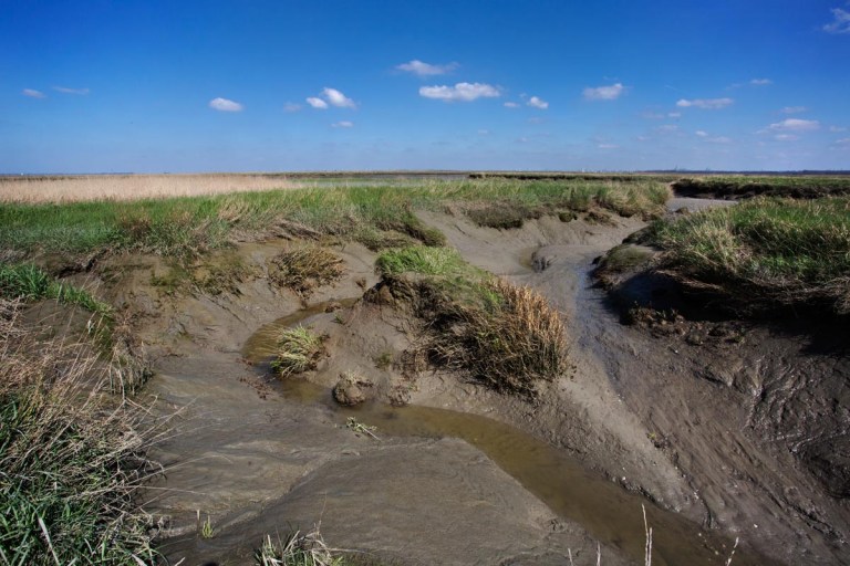 Photo of nature reserve Verdronken Land van Saeftinghe, the Netherlands