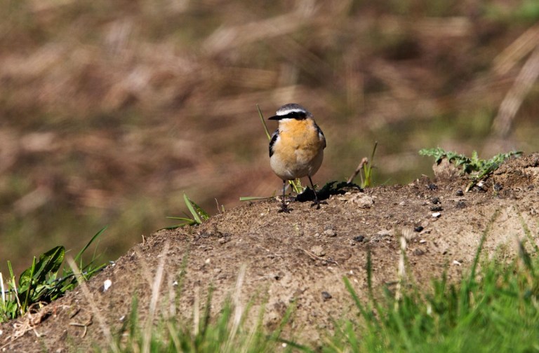 Photo of a Wheatear, Verdronken Land van Saeftinghe, the Netherlands