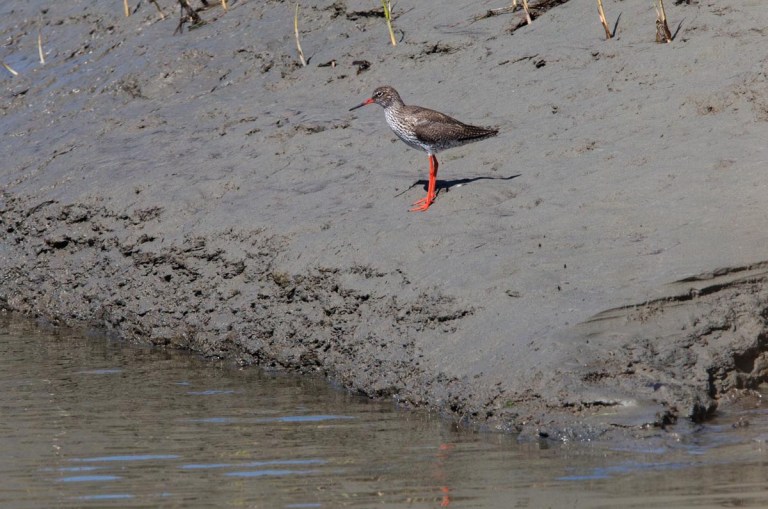 Photo of a Redshank, Verdronken Land van Saeftinghe, the Netherlands