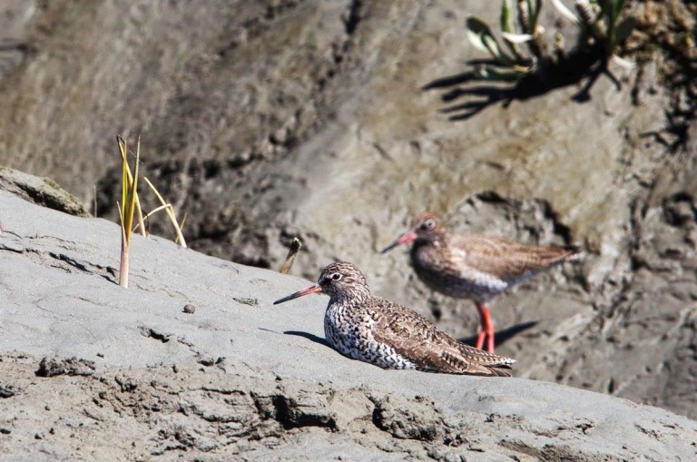 Photo of Redshanks, Vedronken Land van Saeftinghe, the Netherlands