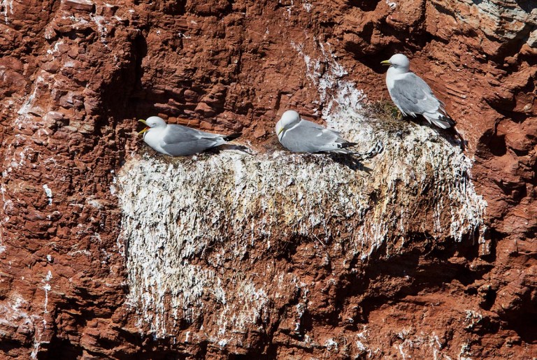 Photo of Kittiwakes, Helgoland, Germany