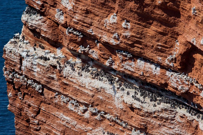 Photo of Gannets, Kittiwakes and Guillemots, Helgoland, Germany