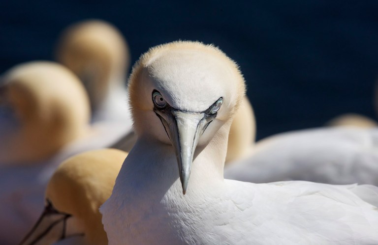 Photo of a Gannet, Helgoland, Germany