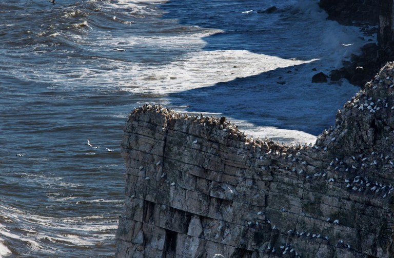Photo of Bempton Cliffs, Yorkshire, England, United Kingdom