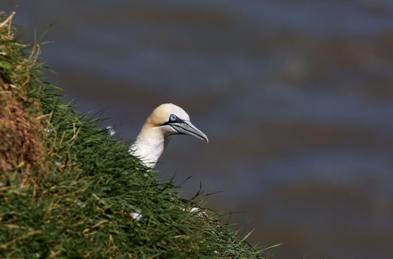 Photo of a Northern Gannet, Bempton Cliffs, Yorkshire, England, United Kingdom