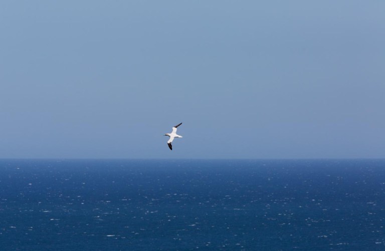 Photo of a Northern Gannet, Bempton Cliffs, Yorkshire, England, United Kingdom