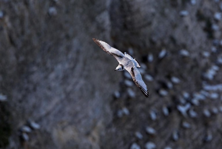 Photo of a Kittiwake, Bempton Cliffs, Yorkshire, England, United Kingdom