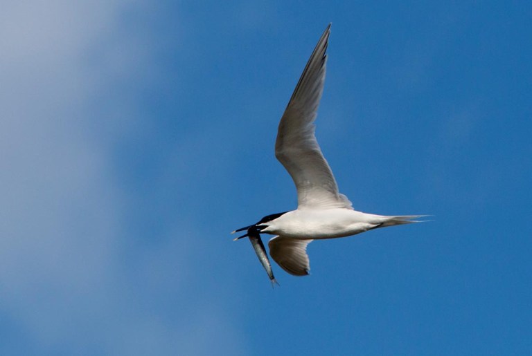 Photo of a Sandwich Tern, Oye-Plage, Pas-de-Calais, France