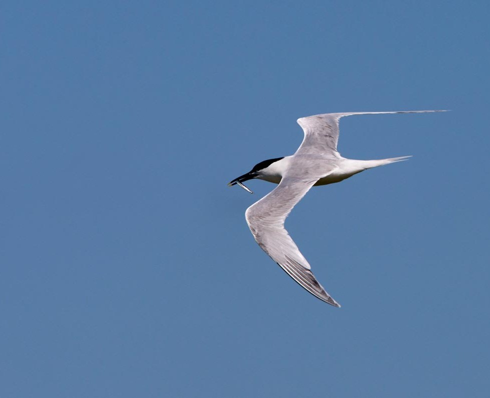 Photo of a Sandwich Tern, Wagejot, Texel, the Netherlands