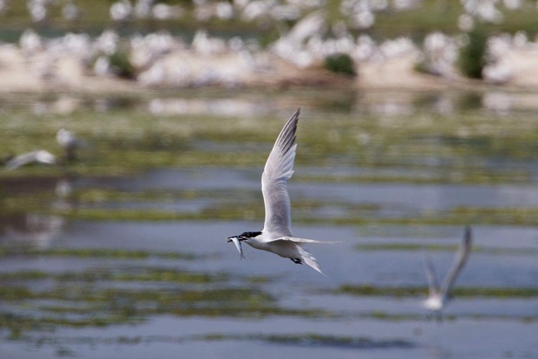 Photo of a Sandwich Tern, Petten, Texel, the Netherlands