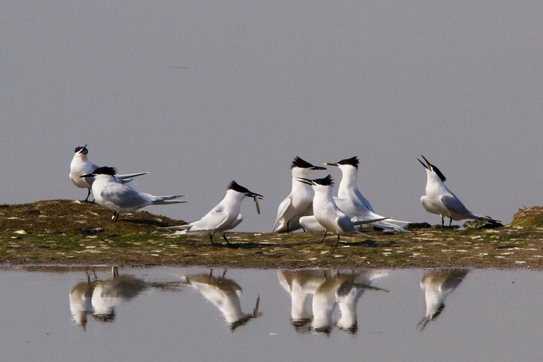Photo of Sandwich Terns, Ottersaat, Texel, the Netherlands