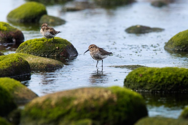 Photo of a Dunlin, Naerlandstranden, Norway