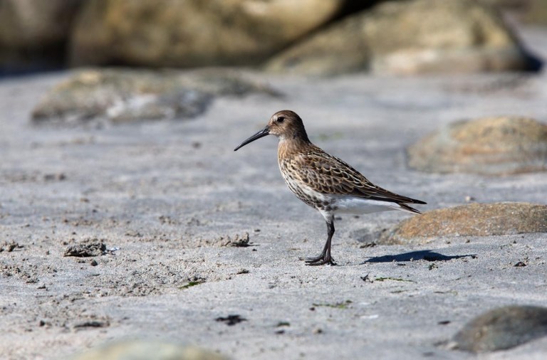 Photo of a Dunlin, Naerlandstranden, Norway