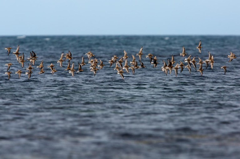 Photo of Dunlins, Naerlandstranden, Norway