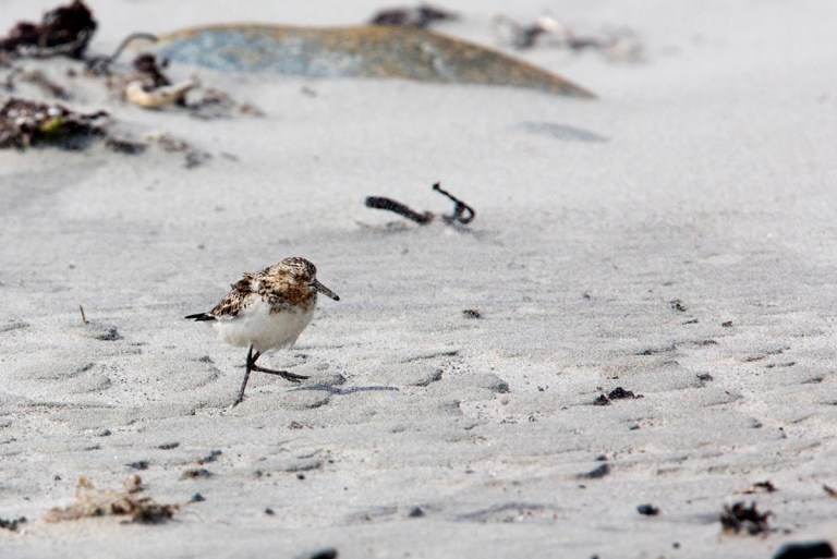 Photo of a Sanderling, Revtangen, Norway