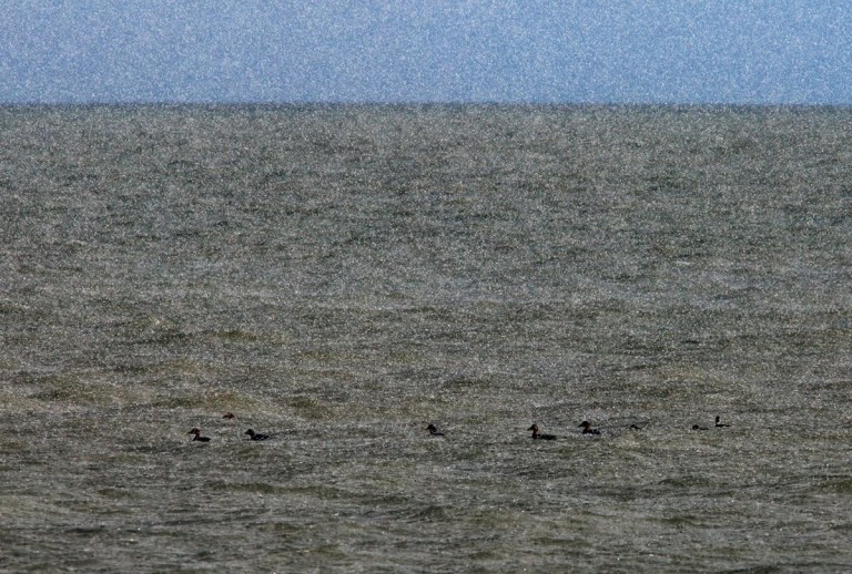 Photo of Eiders in a hailstorm on the Wadden Sea near Texel, the Netherlands