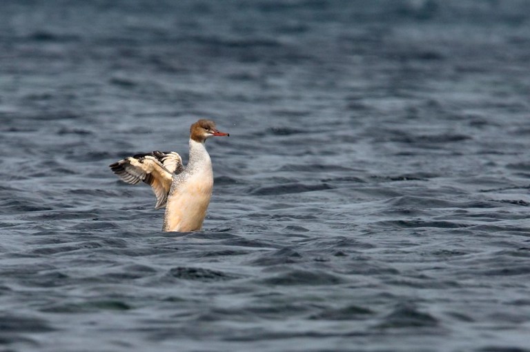 Photo of a Goosander , Naerlandstranden, Norway