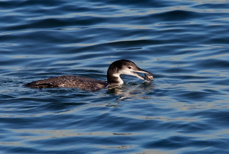 Photo of a Great Northern Loon, IJmuiden, the Netherlands 