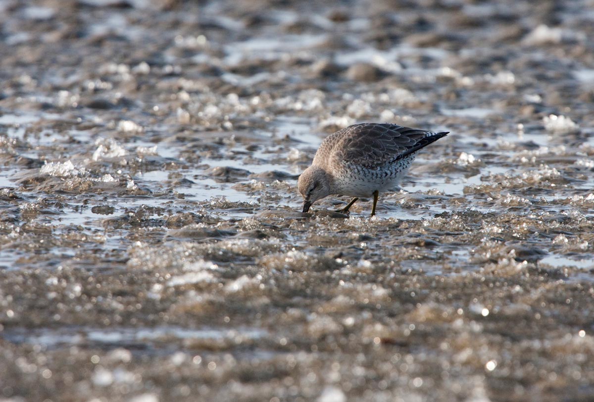 Photo of a Knot on the Mokbaai, Texel, the Netherlands