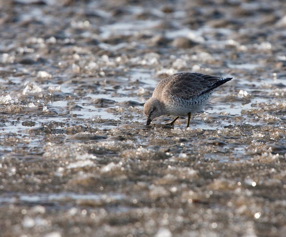 Photo of a Knot on the Mokbaai, Texel, the Netherlands