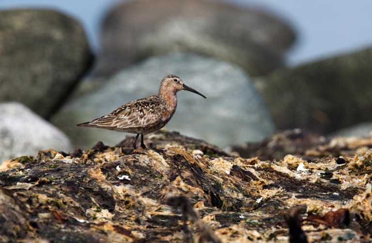Photo of a Curlew Sandpiper, Naerlandstranden, Norway