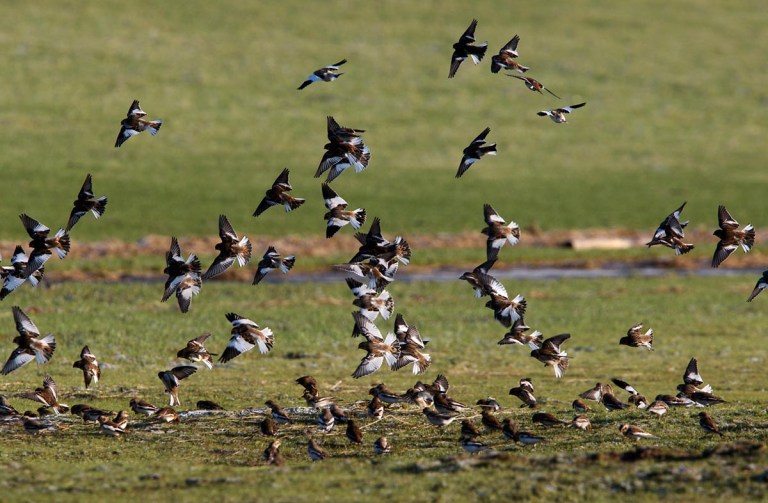 Photo of Snow buntings, Westerheversand, Germany