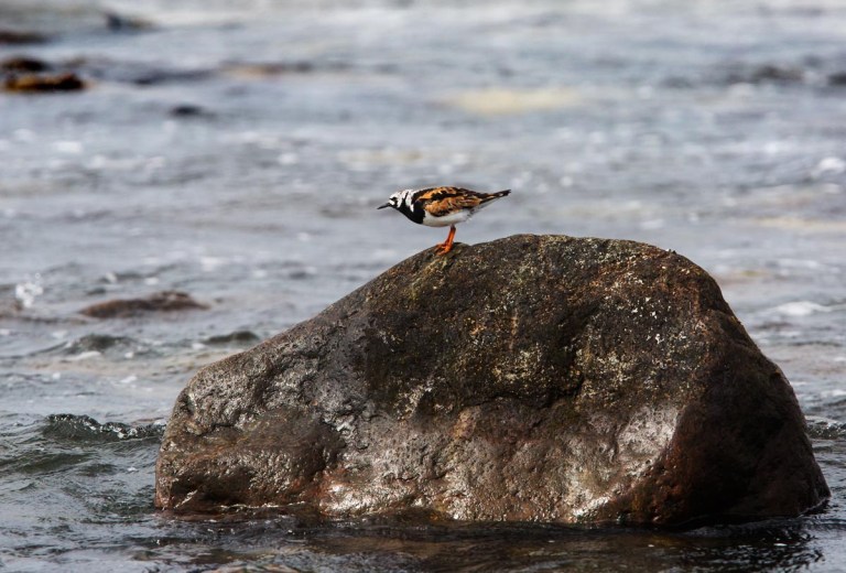 Photo of a Turnstone, Lyratangen, Norway